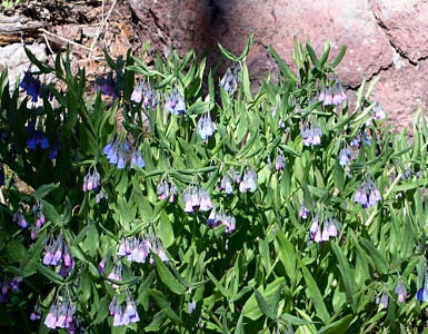 [Plant with a multitude of small blue bells hanging down in clumps from the tops of the plant stems. ]